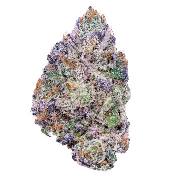 Lemonatti Indoor Psilocybe Cubensis