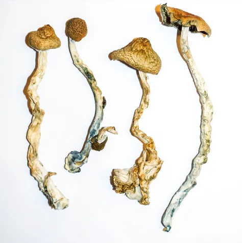 B+ Mushrooms. takes a psychedelic experience to its intended finale – that increases your creativity making you happy. psilocybecubensis-shop