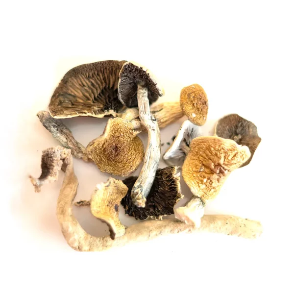 Mushrooms Golden Teachers. is a perfect strain for beginners and psychedelic novices. It offers a calm-to-high psychotropic experience that almost anyone can endure