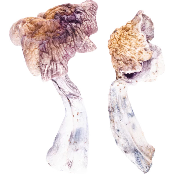 Z Strain Mushrooms. is a scarce member of the Psilocybe Cubensis family, also a member of the magic mushroom family known for its extreme potency