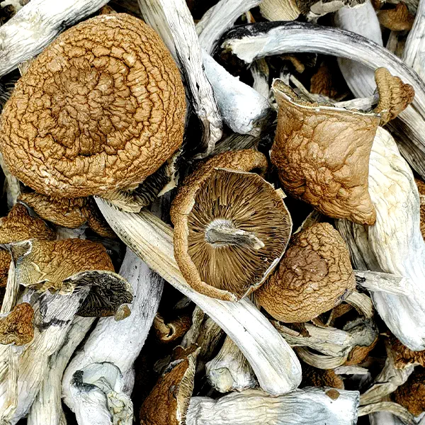 Mazatapec Mushroom. It is known for delivering a sense of euphoria, and people who consume Mazatapec mushrooms report experiencing heightened senses and visual effects.