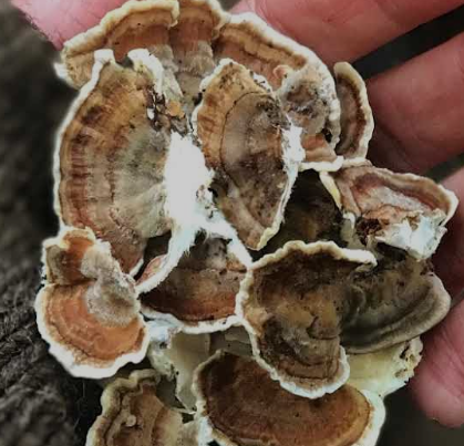 real mushrooms turkey tail​. (Trametes versicolor) is a fungus that grows on dead or dying trees. It is also known as Coriolus versicolor or Yunzhi.
