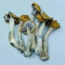 amazonian mushrooms. Amazonian Cubensis is an OG magic mushroom strain and long-time favourite of ‘shroom lovers. Yet it is considered a strong all rounder.