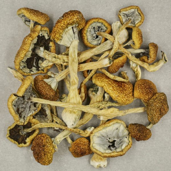 Cambodian Mushrooms. Cambodian mushrooms are known for their hallucinogenic effects caused by psilocybin and psilocin.