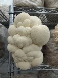 Lion's Mane Extract. Lion's mane mushrooms are edible and have a mild, seafood-like flavor. They can be eaten raw, cooked, or dried. available in powder.