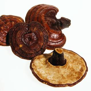 Ganoderma lucidum