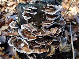 Turkey Tail Mushroom Capsules. (Trametes versicolor) is a fungus that grows on dead or dying trees. It is also known as Coriolus versicolor or Yunzhi.