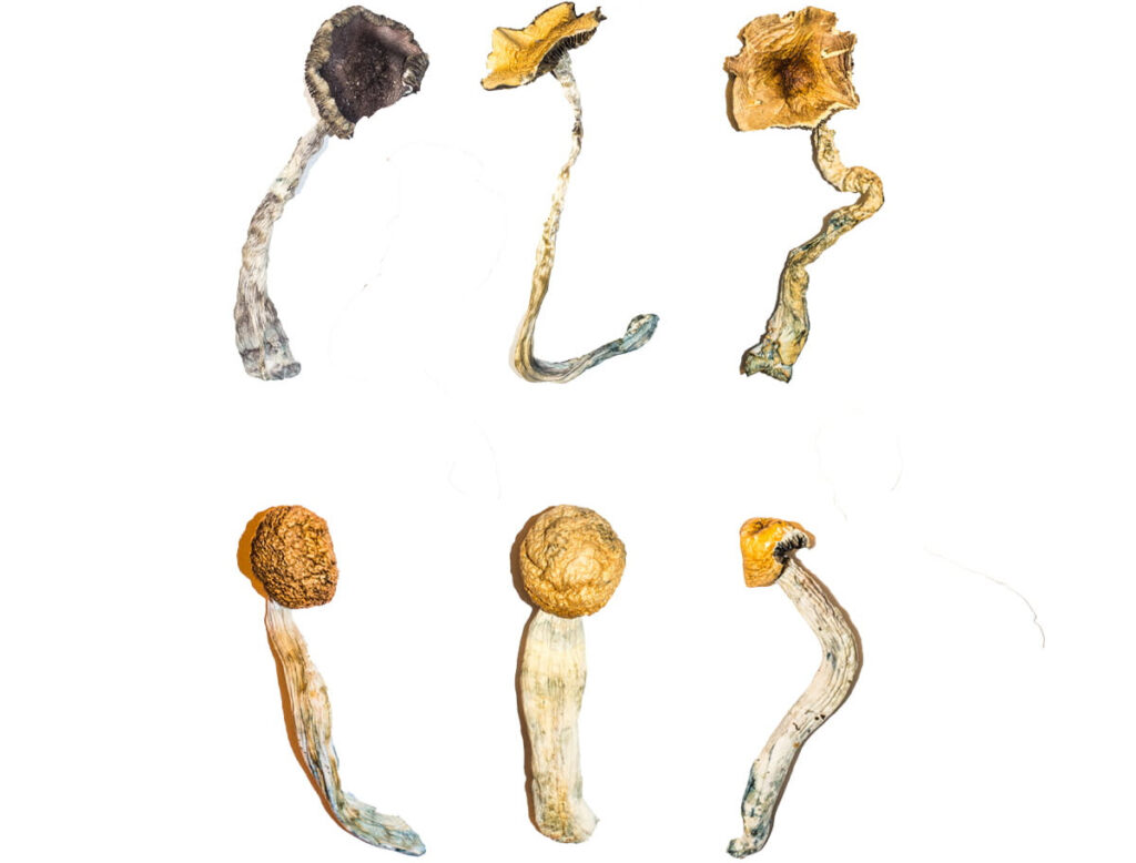 golden teacher and Penis Envy Magic-Mushroom-Strains-Explained