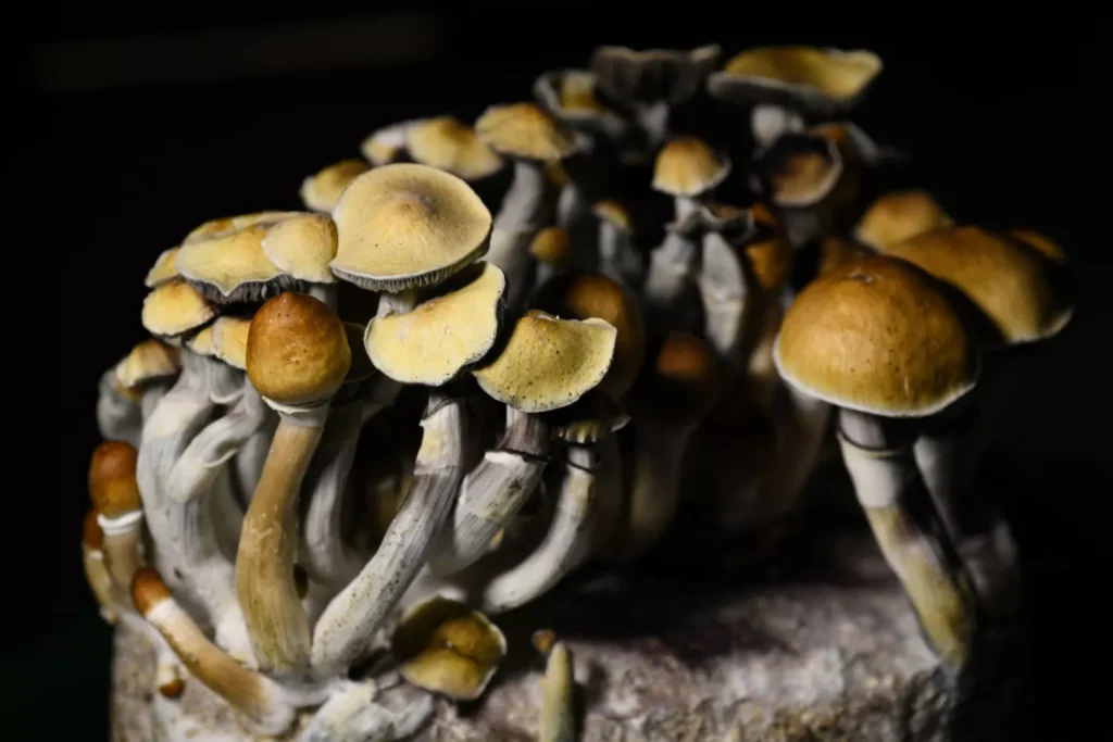 Domestically grown Magic mushrooms in the dark.